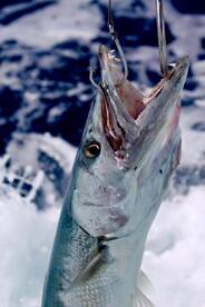 Billfish Still Running in Seychelles