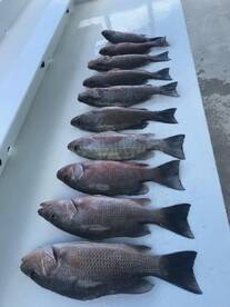 Islamorada Report Photo 1