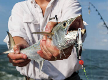 Spanish Mackerel Are In