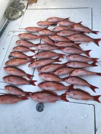 The fishing is great right now