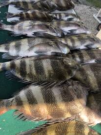 Sheepshead bite is on fire 