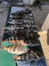 Gulf Shores Report Photo 2
