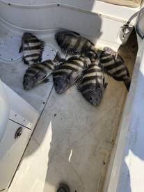 Gulf Shores Report Photo 1