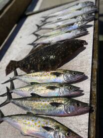 Spanish Mackerel Everywhere!!