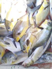 Pompano is in the Air!