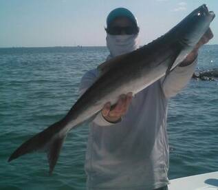 Cobia