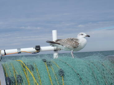 Seagull getting a free ride