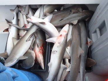 Sharks we catch and sell in the winter