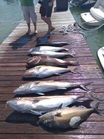 Still fishing amberjacks