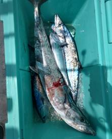Fort Lauderdale Report Photo 2