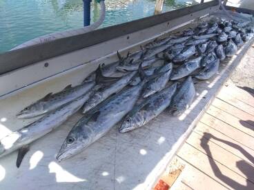 Port Canaveral Report Photo 2