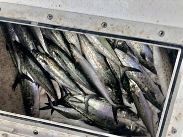 Living Right Fishing Charters