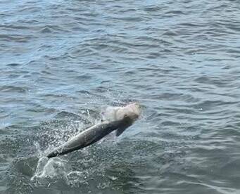 Crystal River Report Photo 1