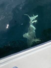 Mount Pleasant Report Photo 1