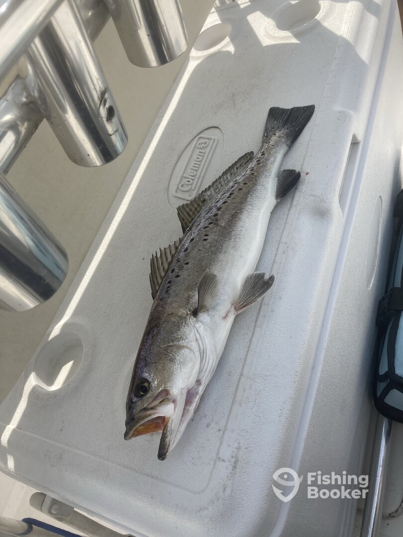 Jekyll Island Report Photo 0