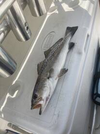 Trout/Redfish