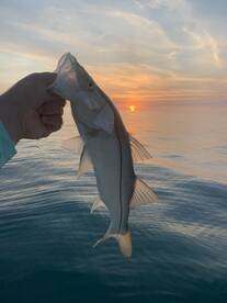 Marco Island Report Photo 2