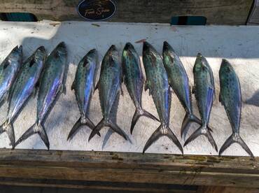 Murrells Inlet Report Photo 1