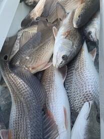 Port Sulphur Report Photo 2