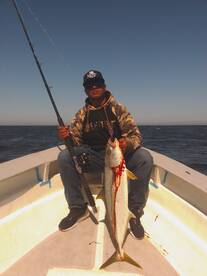 Yellowtail season !! 