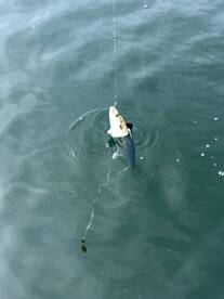 Living Right Fishing Charters