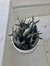 Destin Report Photo 1