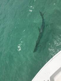 Sarasota Report Photo 2