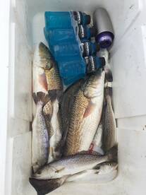 Mixed Bags in High winds