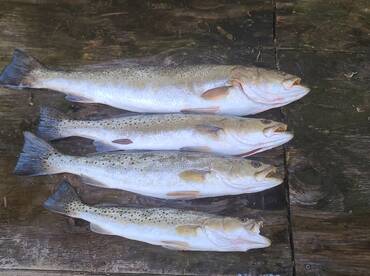 Big Trout this Month