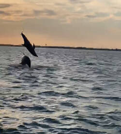 Port Isabel Report Photo 1