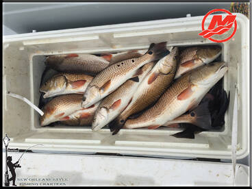 Barataria Report Photo 2