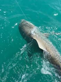 Islamorada Report Photo 2