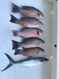 Islamorada Report Photo 1