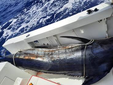 competiton of fishing guru 633lbs