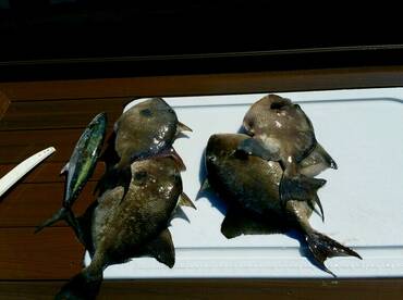 Destin Report Photo 2