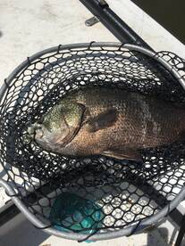 Tripletail sight fishing