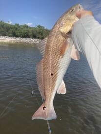 Inshore Slam