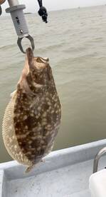 Palacios Report Photo 2