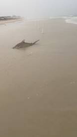 New Smyrna Beach Report Photo 1