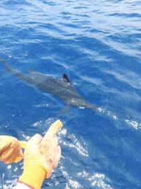 Sailfish!