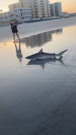 New Smyrna Beach Report Photo 1