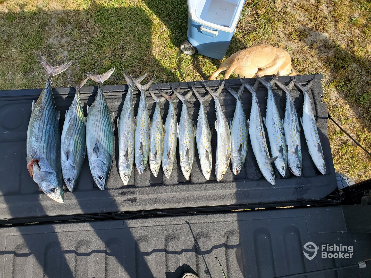 Good day-12 Spanish and three Atlantic bonito