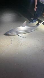 New Smyrna Beach Report Photo 2