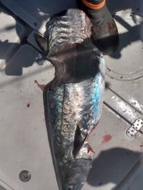 Carolina Beach Report Photo 1