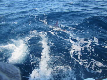 Cabo San Lucas Report Photo 2