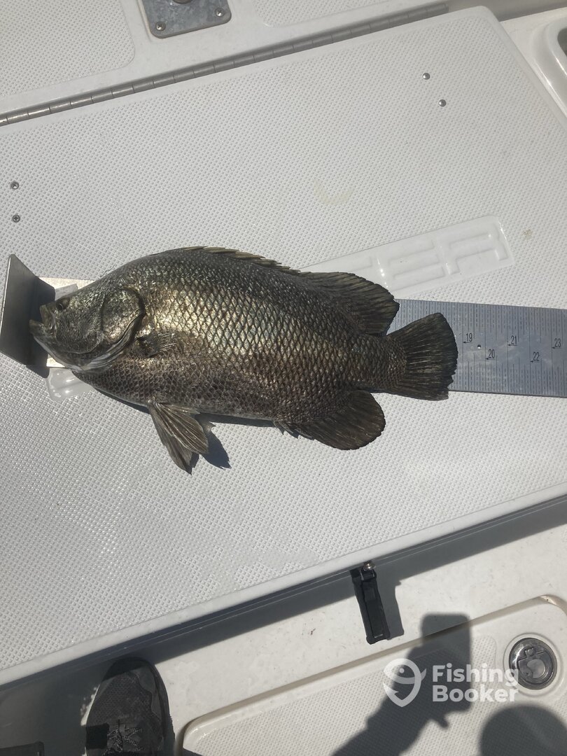 Jekyll Island Report Photo 0