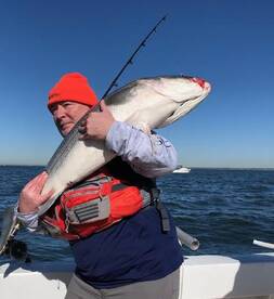 WESTWIND- GIANT STRIPED BASS TODAY FOR S