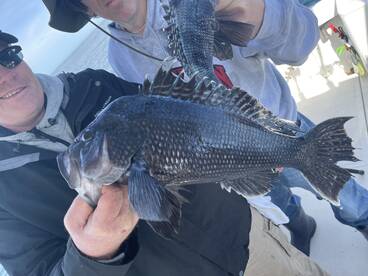 Limmiting out black seabass