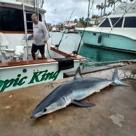 Mako Shark