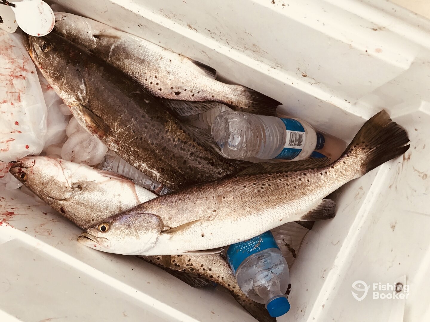 Houston Report Photo 0